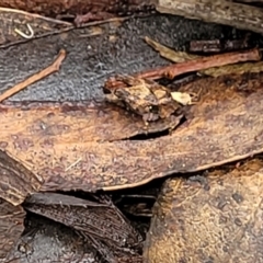 Tetrigidae (family) (Pygmy grasshopper) at Tallaganda National Park - 15 Jan 2022 by tpreston