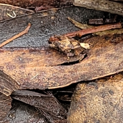 Tetrigidae (family) (Pygmy grasshopper) at QPRC LGA - 15 Jan 2022 by tpreston