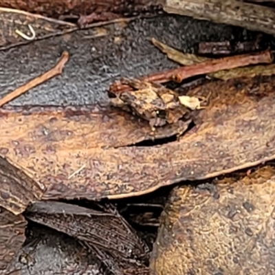 Tetrigidae (family) (Pygmy grasshopper) at Harolds Cross, NSW - 15 Jan 2022 by tpreston
