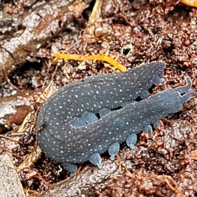 Euperipatoides rowelli (Tallanganda Velvet Worm) at Tallaganda National Park - 15 Jan 2022 by tpreston