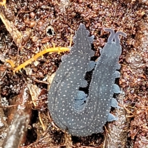 Euperipatoides rowelli at Harolds Cross, NSW - 15 Jan 2022 12:17 PM