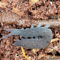 Euperipatoides rowelli at Harolds Cross, NSW - 15 Jan 2022