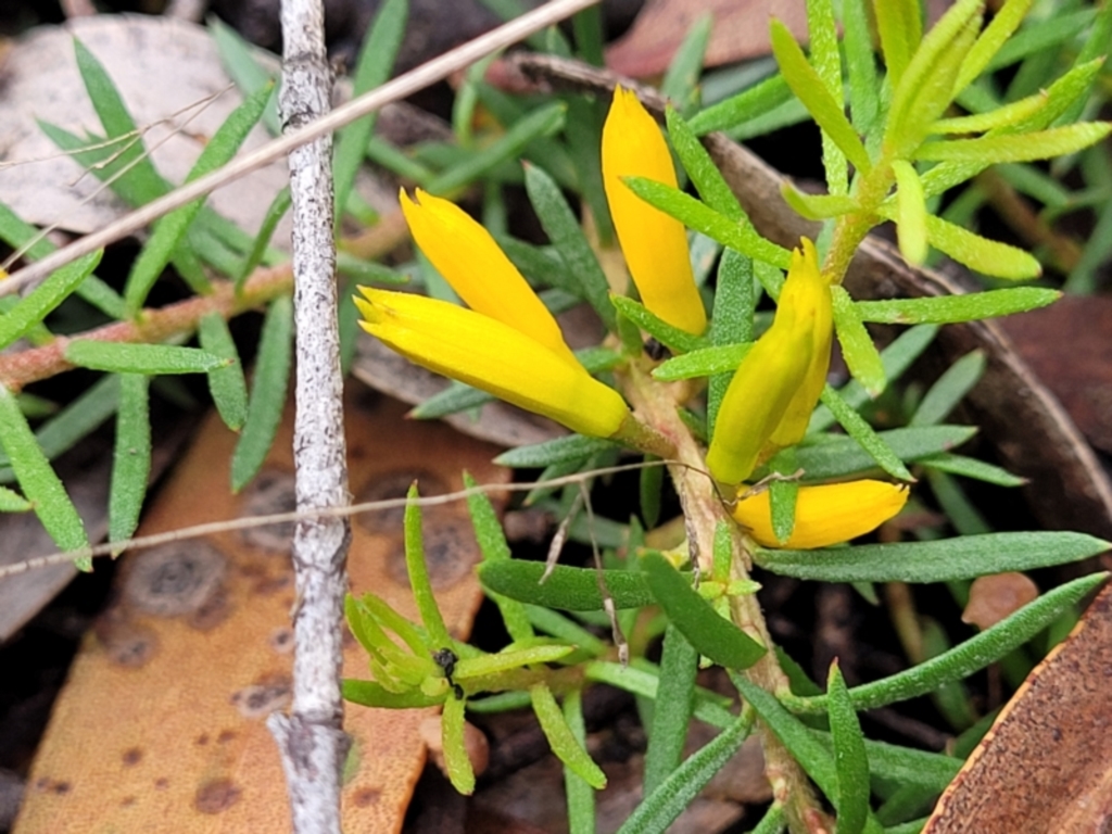 Persoonia chamaepeuce at Captains Flat, NSW - 15 Jan 2022