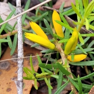 Persoonia chamaepeuce at Captains Flat, NSW - 15 Jan 2022