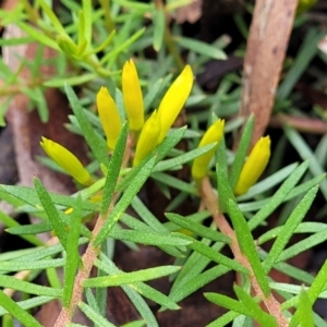 Persoonia chamaepeuce at Captains Flat, NSW - 15 Jan 2022