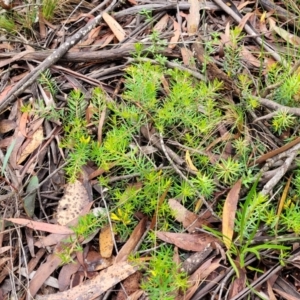 Persoonia chamaepeuce at Captains Flat, NSW - 15 Jan 2022 12:11 PM