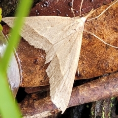 Epidesmia hypenaria (Long-nosed Epidesmia) at Captains Flat, NSW - 15 Jan 2022 by trevorpreston