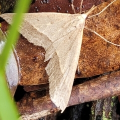 Epidesmia hypenaria at Captains Flat, NSW - 15 Jan 2022