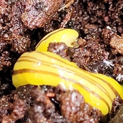 Caenoplana sulphurea (A Flatworm) at Captains Flat, NSW - 15 Jan 2022 by trevorpreston