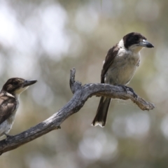 Cracticus torquatus (Grey Butcherbird) at Mount Ainslie - 14 Jan 2022 by jb2602