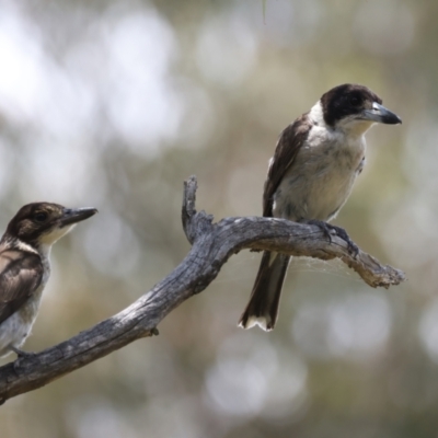 Cracticus torquatus (Grey Butcherbird) at Mount Ainslie - 14 Jan 2022 by jbromilow50