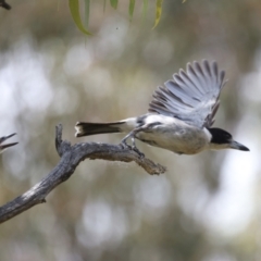 Cracticus torquatus at Hackett, ACT - 14 Jan 2022 12:21 PM