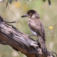 Cracticus torquatus at Hackett, ACT - 14 Jan 2022 12:21 PM