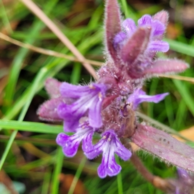 Ajuga australis (Austral Bugle) at Captains Flat, NSW - 15 Jan 2022 by trevorpreston