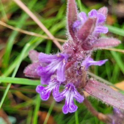 Ajuga australis (Austral Bugle) at Captains Flat, NSW - 15 Jan 2022 by tpreston