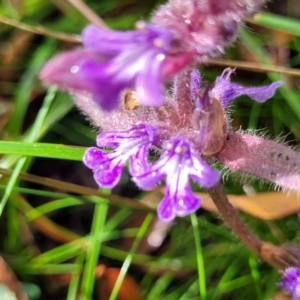 Ajuga australis at Captains Flat, NSW - 15 Jan 2022