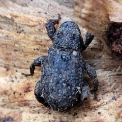 Cryptorhynchini (tribe) (Unidentified cryptorhynchine weevil) at Captains Flat, NSW - 15 Jan 2022 by trevorpreston