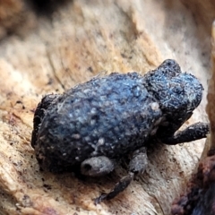 Cryptorhynchini sp. (tribe) at Captains Flat, NSW - 15 Jan 2022 11:09 AM