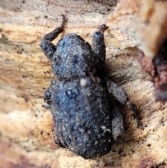 Cryptorhynchini sp. (tribe) at Captains Flat, NSW - 15 Jan 2022