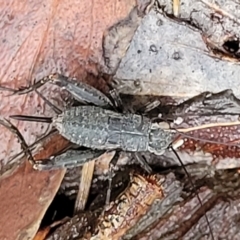 Eurepa marginipennis (Mottled bush cricket) at Captains Flat, NSW - 15 Jan 2022 by tpreston