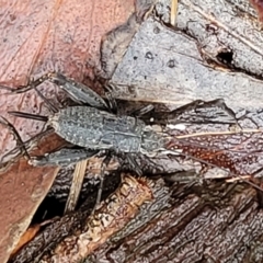 Eurepa marginipennis at Captains Flat, NSW - 15 Jan 2022 11:07 AM