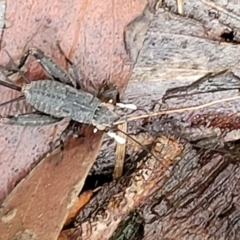 Eurepa marginipennis at Captains Flat, NSW - 15 Jan 2022 11:07 AM