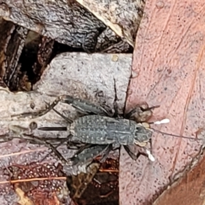 Eurepa marginipennis at Captains Flat, NSW - 15 Jan 2022 11:07 AM