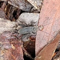 Eurepa marginipennis at Captains Flat, NSW - 15 Jan 2022 11:07 AM