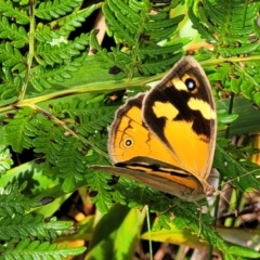 Heteronympha merope (Common Brown Butterfly) at Captains Flat, NSW - 15 Jan 2022 by trevorpreston