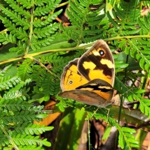 Heteronympha merope at Captains Flat, NSW - 15 Jan 2022 11:05 AM