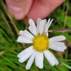 Brachyscome aculeata (Hill Daisy) at Captains Flat, NSW - 15 Jan 2022 by trevorpreston