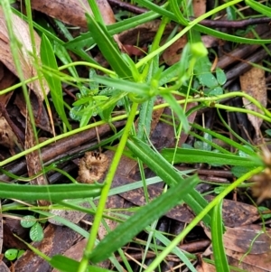 Brachyscome aculeata at Captains Flat, NSW - 15 Jan 2022 11:04 AM