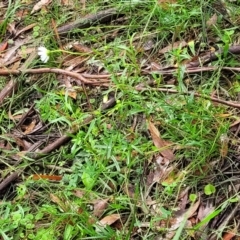 Brachyscome aculeata at Captains Flat, NSW - 15 Jan 2022