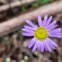 Brachyscome spathulata (Coarse Daisy, Spoon-leaved Daisy) at Harolds Cross, NSW - 15 Jan 2022 by trevorpreston