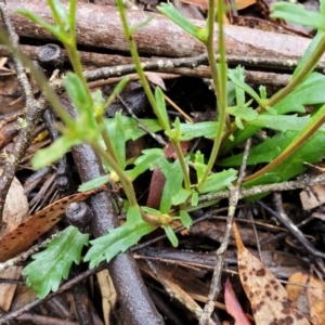 Brachyscome spathulata at Harolds Cross, NSW - 15 Jan 2022