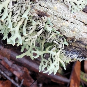 Lichen - foliose at Harolds Cross, NSW - 15 Jan 2022