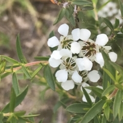 Leptospermum continentale (Prickly Teatree) at Tennent, ACT - 10 Jan 2022 by Tapirlord