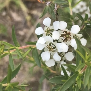 Leptospermum continentale at Tennent, ACT - 10 Jan 2022