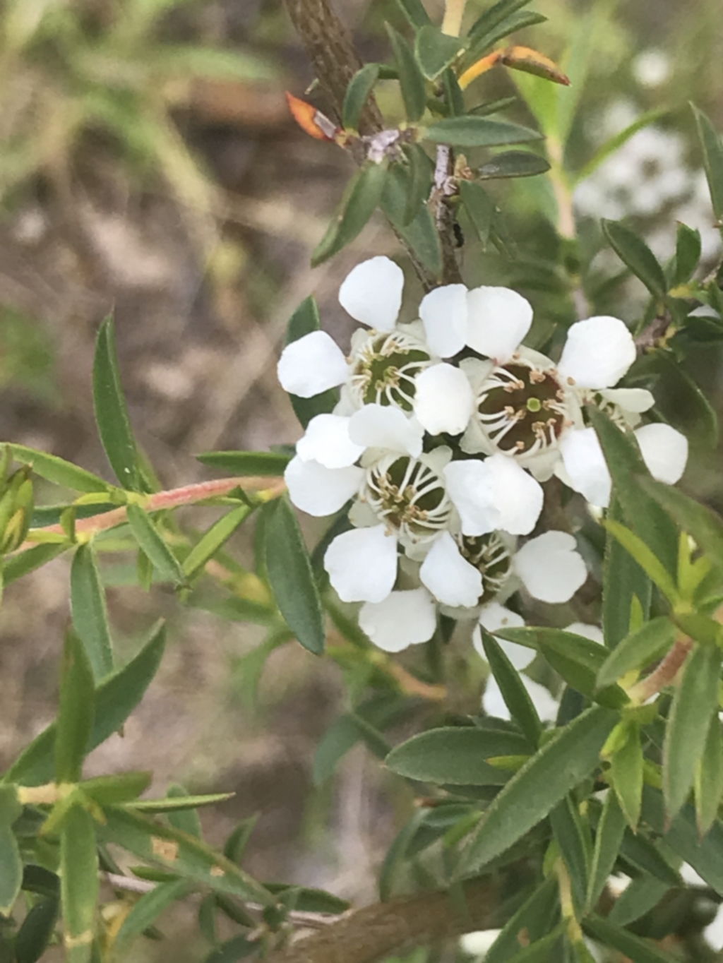 Leptospermum continentale at Tennent, ACT - 10 Jan 2022