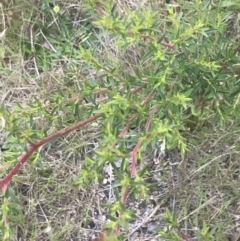 Leptospermum continentale at Tennent, ACT - 10 Jan 2022 12:30 PM