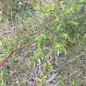 Leptospermum continentale at Tennent, ACT - 10 Jan 2022