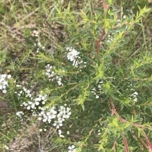 Leptospermum continentale at Tennent, ACT - 10 Jan 2022