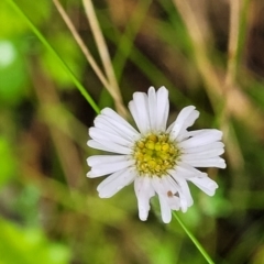 Lagenophora stipitata (Common Lagenophora) at Harolds Cross, NSW - 15 Jan 2022 by trevorpreston