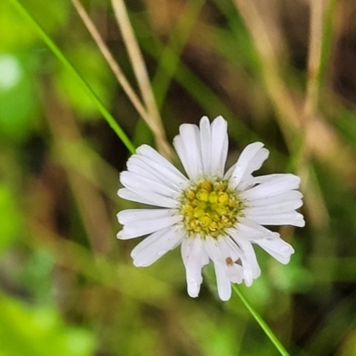 Lagenophora stipitata (Common Lagenophora) at Harolds Cross, NSW - 14 Jan 2022 by tpreston