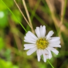 Lagenophora stipitata at Harolds Cross, NSW - 15 Jan 2022