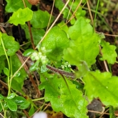 Lagenophora stipitata at Harolds Cross, NSW - 15 Jan 2022 10:21 AM