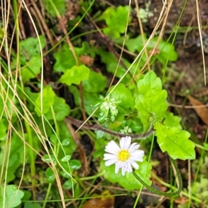 Lagenophora stipitata at Harolds Cross, NSW - 15 Jan 2022 10:21 AM