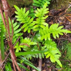 Blechnum wattsii (Hard Water Fern) at Tallaganda State Forest - 14 Jan 2022 by tpreston