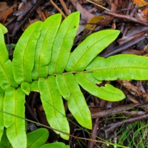 Blechnum wattsii at Harolds Cross, NSW - 15 Jan 2022