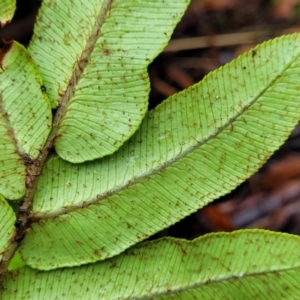 Blechnum wattsii at Harolds Cross, NSW - 15 Jan 2022